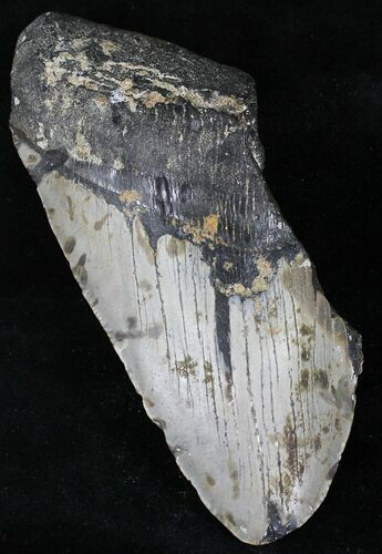 Partial Megalodon Tooth - North Carolina #21699